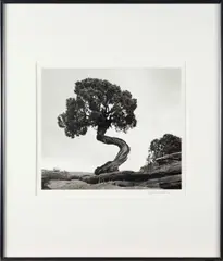 Stephen Ross Goldstein, Piñon Pine, Deadhorse Point State Park, Utah, 2011, Gelatin silver print
