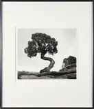 Stephen Ross Goldstein, Piñon Pine, Deadhorse Point State Park, Utah, 2011, Gelatin silver print