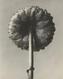 Karl Blosfeldt, Cotula Coronopifolia, Laugenblume. 1915 –1925