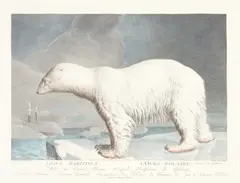 Simon-Charles Miger, Ursus Maritimus, L'Ours Polaire, color engraving