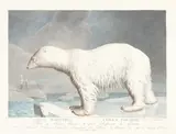 Simon-Charles Miger, Ursus Maritimus, L'Ours Polaire, color engraving