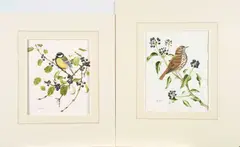 Anne Songhurst, Great Tit and Songthrush, watercolor on paper