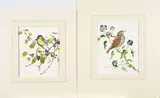 Anne Songhurst, Great Tit and Songthrush, watercolor on paper