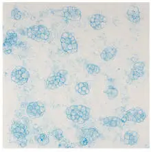 Tara Donovan, Untitled (Bubble Drawing), c. 2004, Ink on foamboard in Plexiglas
