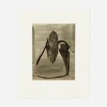 Terry Winters, Station, 1988, aquatint and etching with chine collé