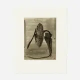 Terry Winters, Station, 1988, aquatint and etching with chine collé