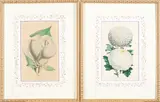 Walter Hood Fitch, Set of Four Framed Botanical Lithographs, hand-colored