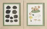 Édouard August Patrice Hocquart, Set of twelve hand-colored mycology etchings, French, 19th century