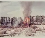 Richard Misrach, Desert Fire #1, Burning Palms (Desert Cantos Series)