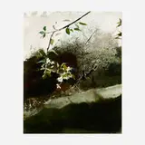 Andrew Wyeth, Bartlett Pear, 1983, watercolor on paper