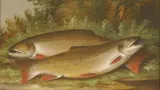 Harry Everett Smith, Untitled, oil on canvas 30.5 x 51cm