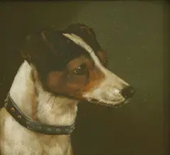 Edward Aistrop, Untitled, Edward Aistrop (fl.1880-1920) A SMOOTH FOX TERRIER Oil on board 16 x 16cm