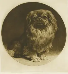 Herbert Dicksee, Untitled, Herbert Thomas Dicksee RE (1862-1942) A PEKINESE Etching