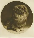 Herbert Dicksee, Untitled, Herbert Thomas Dicksee RE (1862-1942) A PEKINESE Etching