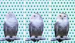 Robert Wilson, KOOL (Snowy Owl), 2006, Videoinstallation mit LCD-Screen und Mediaplayer