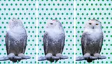 Robert Wilson, KOOL (Snowy Owl), 2006, Videoinstallation mit LCD-Screen und Mediaplayer