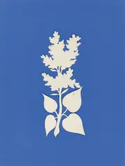 Philipp Otto Runge, Flieder, Scherenschnitt. Weißes Bütten