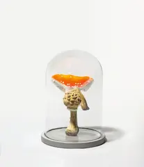 Carsten Höller, Triple Mushroom Dome (Amanita muscaria/Coprinopsis atramentaria/Acrolepiota procera), 2019, Handbemaltes Polyurethanharz auf Holzsockel, unter Glasglocke