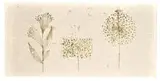 3034 by Harry Bertoia, c. 1960s, Monoprint on rice paper, sold May 2012