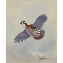 Kenneth Smallwood, Quail