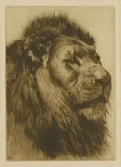 Untitled by Herbert Dicksee, Herbert Thomas Dicksee RE (1862-1942) HEAD OF A LION Etching, sold Apr 2019