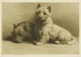 Herbert Dicksee, Untitled, Herbert Thomas Dicksee RE (1862-1942) HOPE Etching