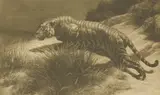 Herbert Dicksee, Untitled, Herbert Thomas Dicksee RE (1862-1942) STARTLED Etching