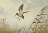 John Cyril Harrison, Untitled