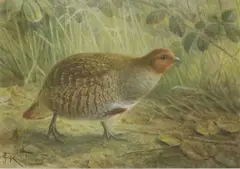 John Gerrard Keulemans, Untitled, watercolour heightened with white 24 x 35cm