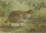 John Gerrard Keulemans, Untitled, watercolour heightened with white 24 x 35cm