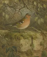 John Gerrard Keulemans, Untitled, watercolour 26 x 22cm