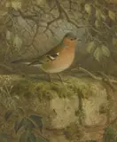 John Gerrard Keulemans, Untitled, watercolour 26 x 22cm