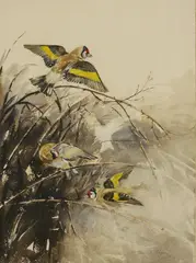 Eileen A Soper, Untitled, Eileen A Soper (1905-1990) GOLDFINCHES Watercolour heightened with white