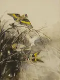 Eileen A Soper, Untitled, Eileen A Soper (1905-1990) GOLDFINCHES Watercolour heightened with white