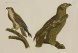 Louis Boughet after Jaques Barraband, Untitled, and a further lithograph after C J Broinowski of Egrets (3)