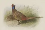 Untitled by Archibald Thorburn, watercolour and bodycolour 16.5 x 25.5cm, sold Apr 2019