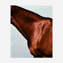 Horse's Neck by Steven Klein, c-print mounted on aluminum, sold Mar 2021