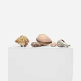 Marguerite Stix, Desk set, c. 1960, sea shells, silver, brass, turquoise, coral, velvet, twine