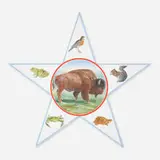Don Nice, Buffalo from the American Star Series, 1982, oil on linen