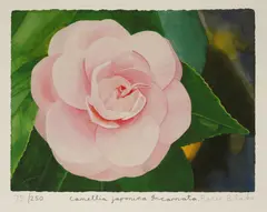 Peter Blake, Untitled, b.1932) CAMELLIA JAPONICA INCARNATA Giclée print in colours