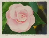 Peter Blake, Untitled