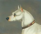 Alfred Wheeler, A portrait of a Manchester terrier; and a portrait of an Old English white terrier (a pair), both oil on millboard