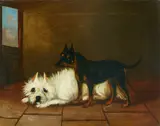 British School, A Manchester and a White Terrier, oil on canvas