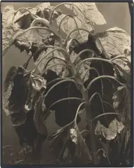 Edward Steichen, Sunflower, aus der Serie „Sunflowers from Seed to Seed, 1921, Vintage. Silbergelatine-Kontaktabzug vom Glasplattennegativ