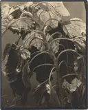 Edward Steichen, Sunflower, aus der Serie „Sunflowers from Seed to Seed