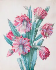 Marie-Caroline Brazier, Blossoming cactus, watercolor on paper