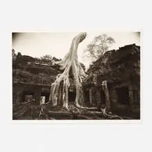 Kenro Izu, Angkor #26, Ta Prohm, platinum/palladium print