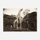 Kenro Izu, Angkor #26, Ta Prohm, platinum/palladium print