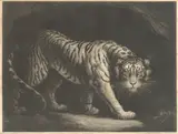James Northcote Ra, A Tyger, engraving