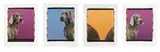 Interiors (suite of four panels) by William Wegman, 1999, Digital pigment prints on Somerset Velvet paper, sold Dec 2011